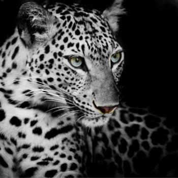 Леопард 40001